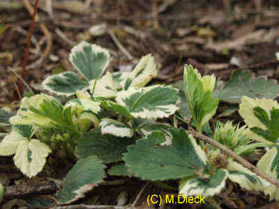 Fragaria 'Variegata'