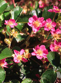 Fragaria Pink Panda