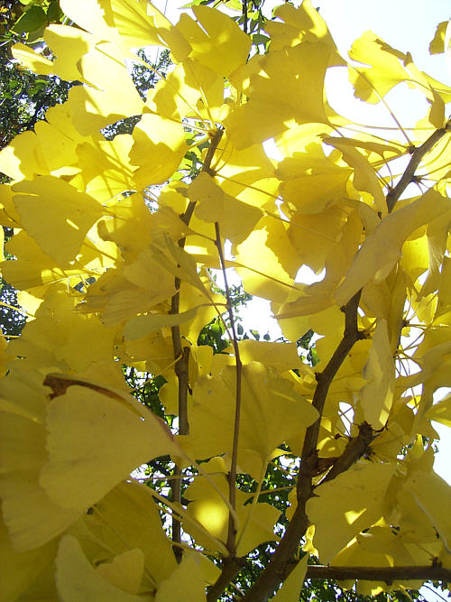 Ginkgo biloba