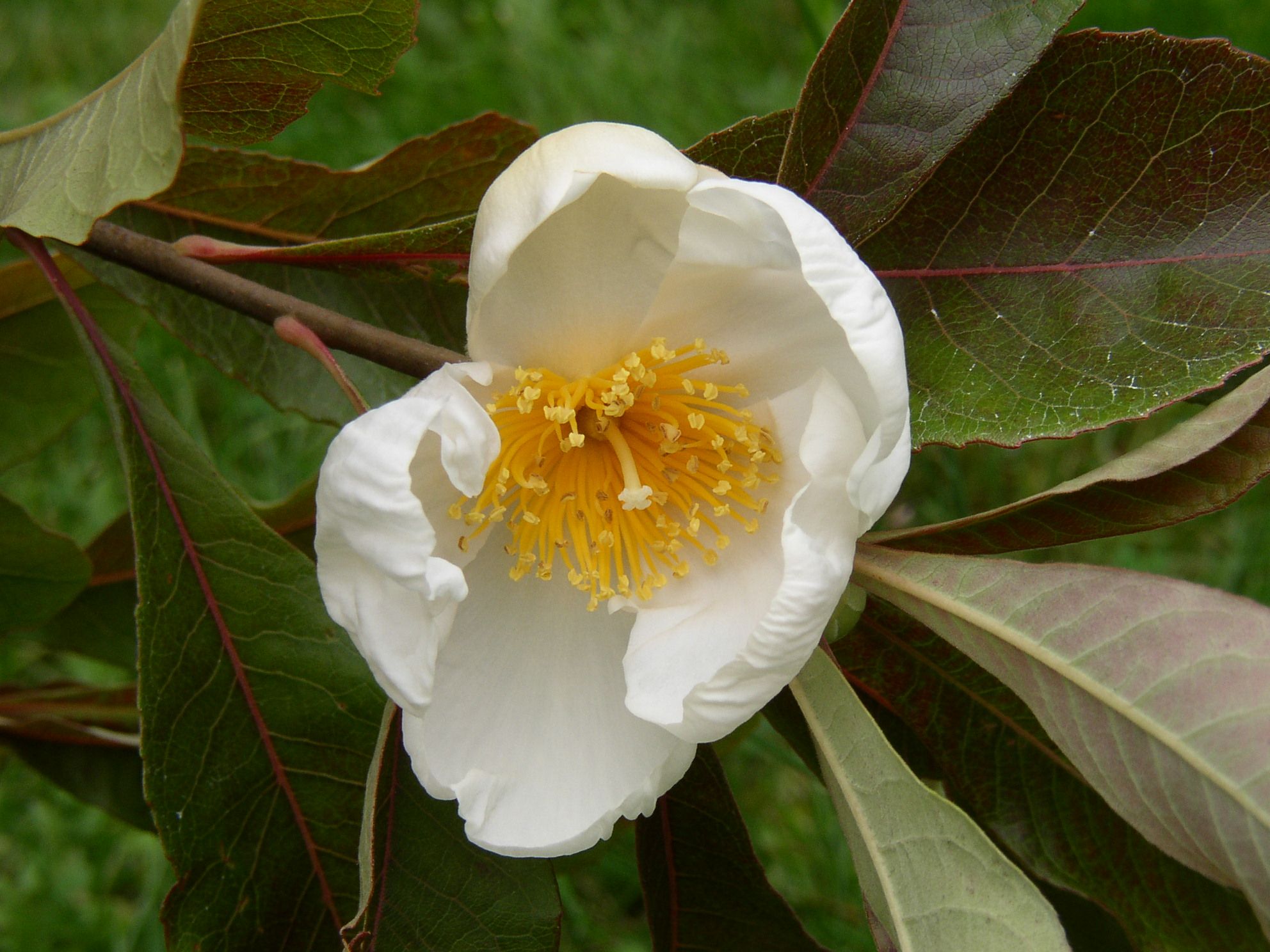 Franklinia alatamaha