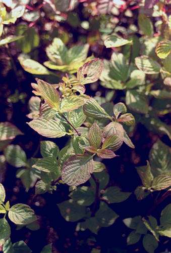 Cornus alternifolia