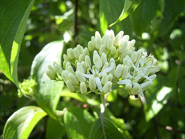 Cornus racemosa