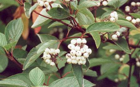 Cornus alba