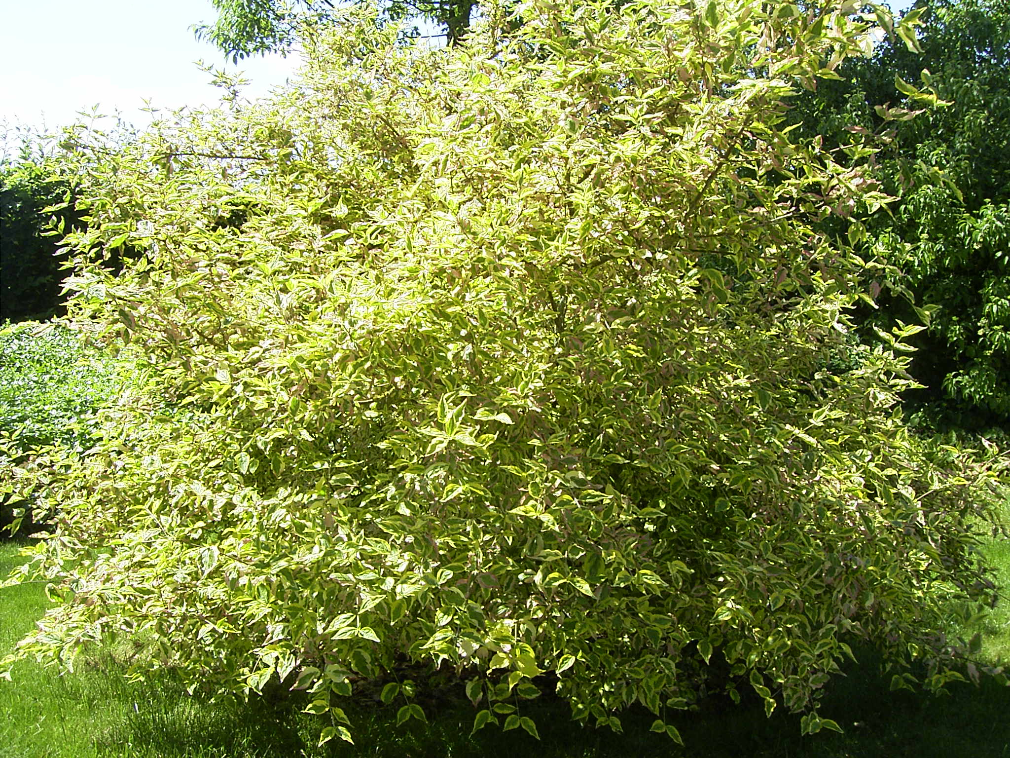 Cornus mas