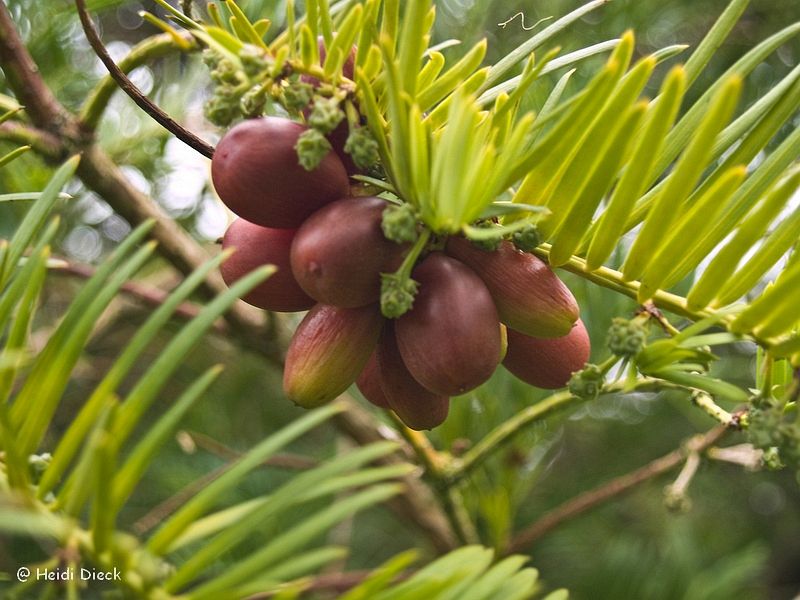 Cephalotaxus