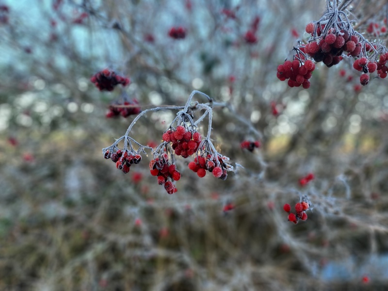 Sorbus