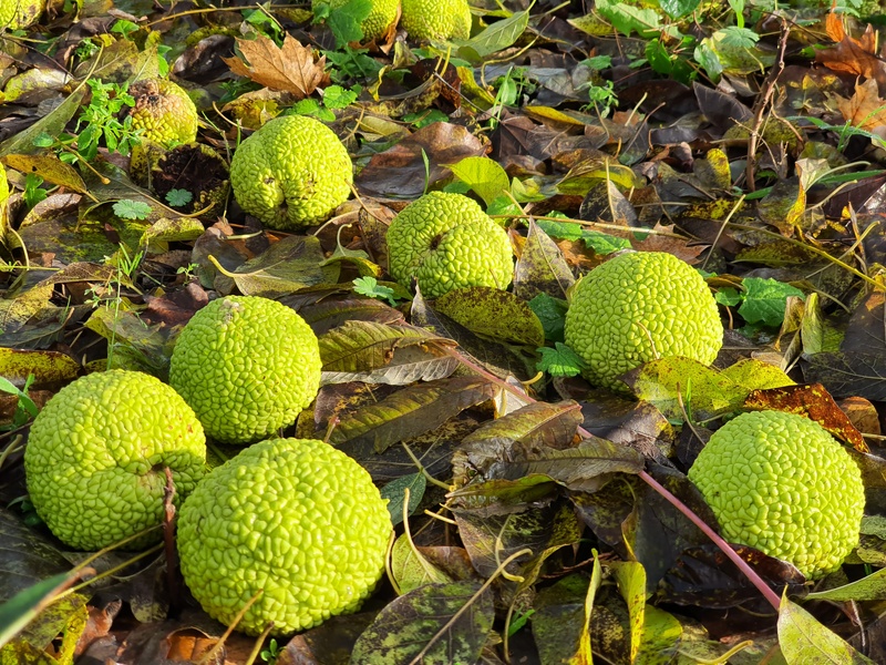 Maclura pomifera