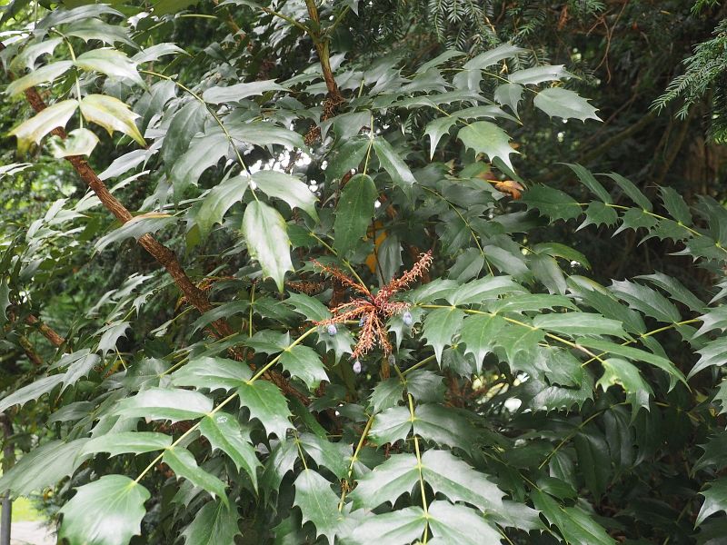 Mahonia