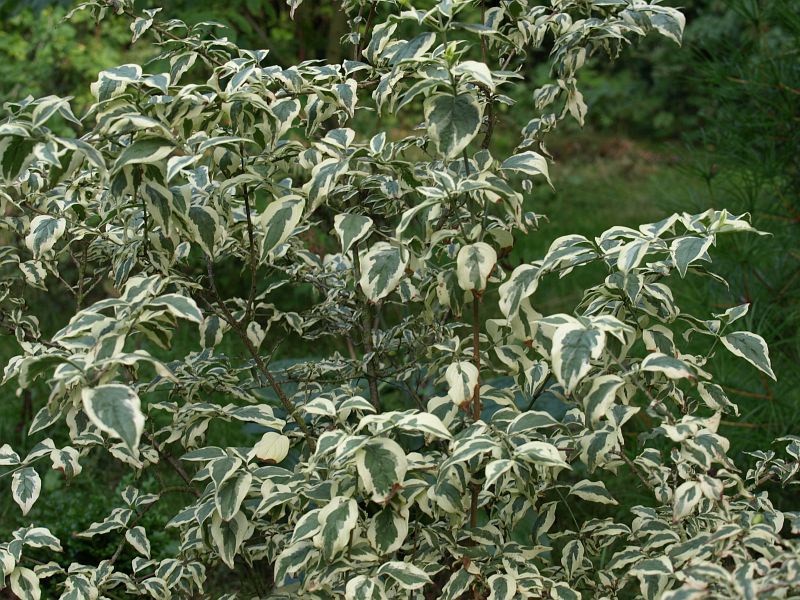 Cornus mas Variegata