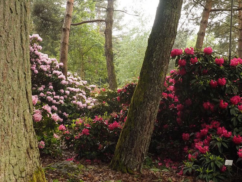 Rhododendron