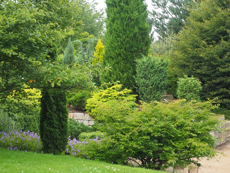 Zwerggehlze